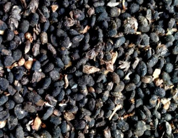 Bakuchiol Seed Extract