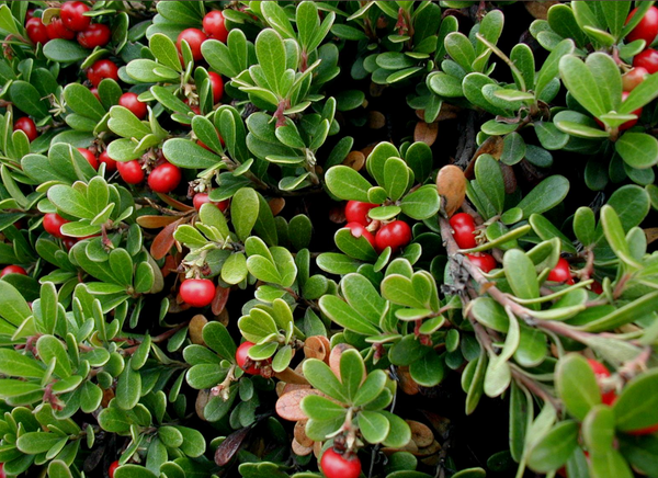 Bearberry Fruit Extract
