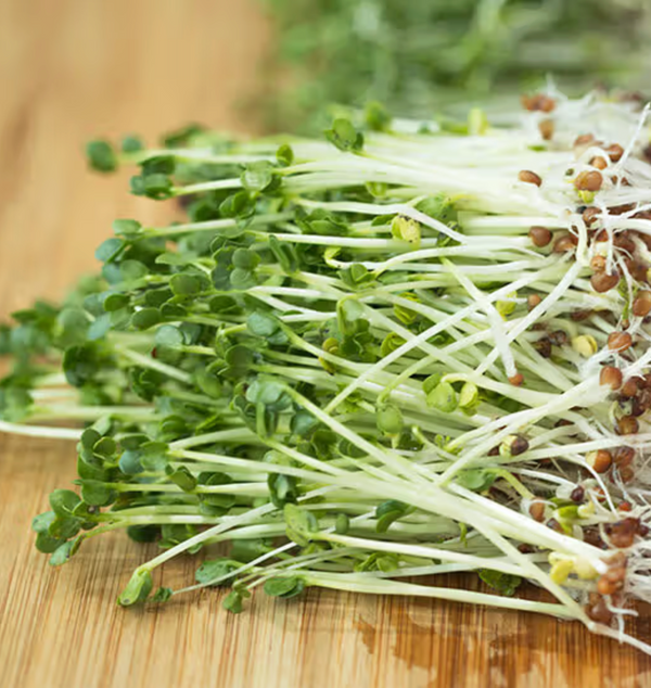 Broccoli Sprouts Extract