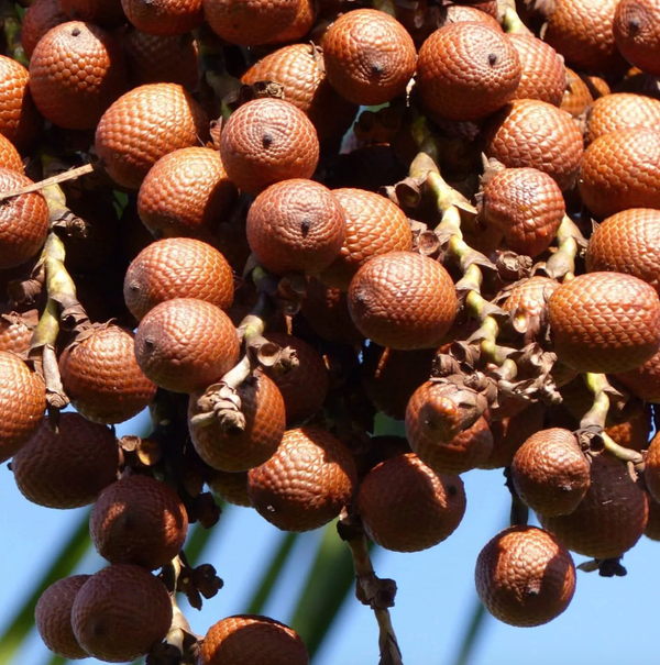 Buriti Fruit Oil