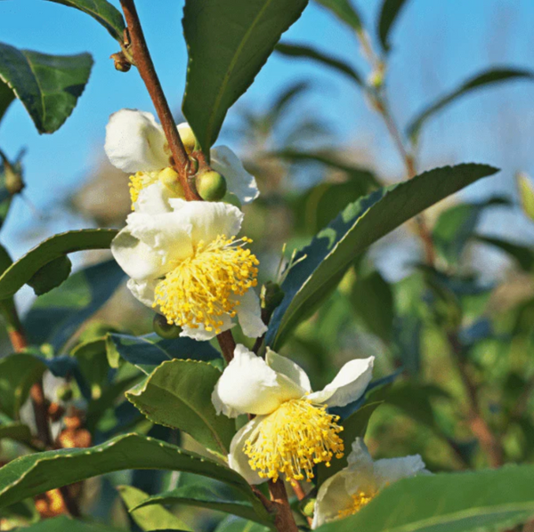 Camellia Seed Oil