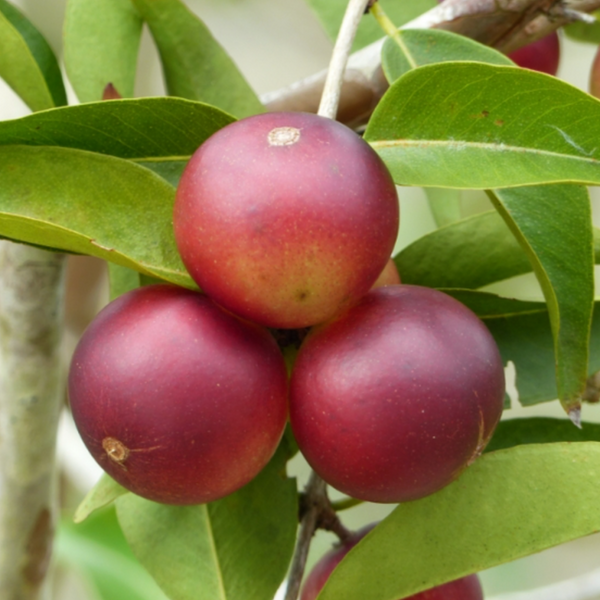 Camu Camu Fruit Extract