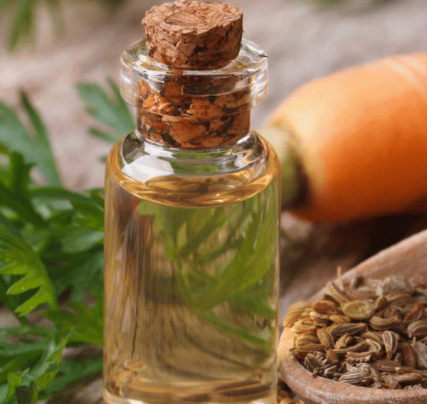 Carrot Seed Oil