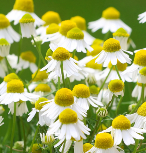 Chamomile Flower Hydrosol
