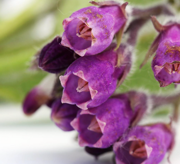 Comfrey Root Extract