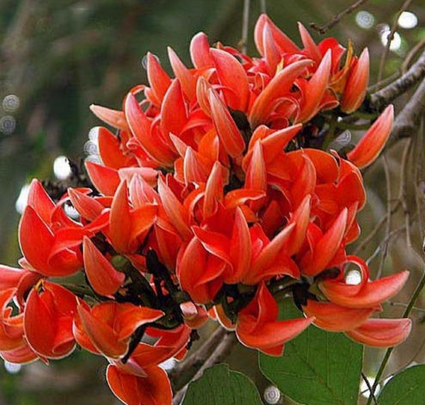 Flame of the Forest Flower Extract