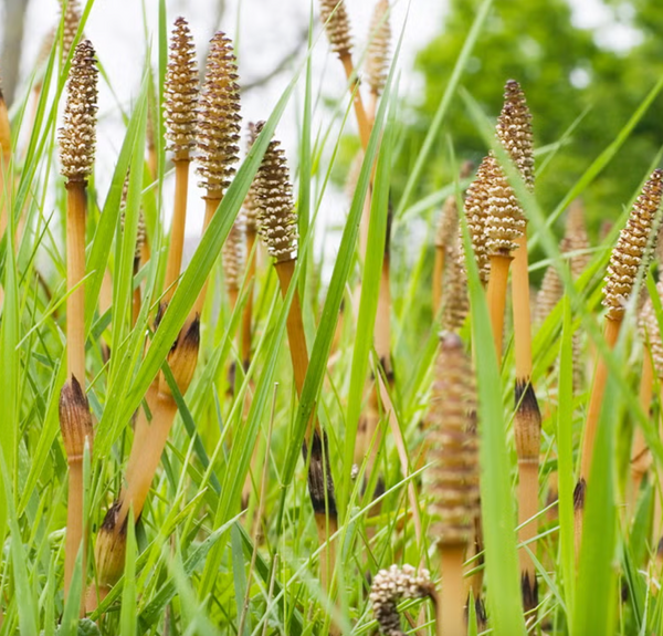 Horsetail Stem Extract